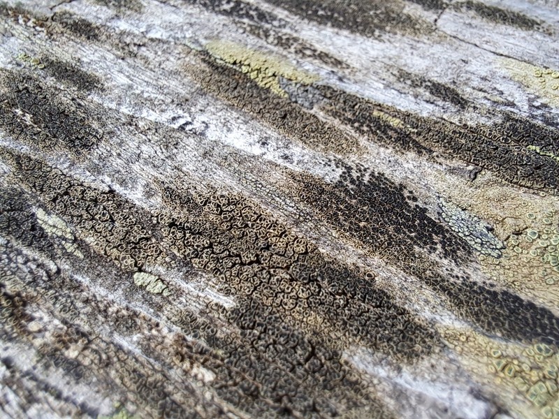 Rim Lichen photo 4
