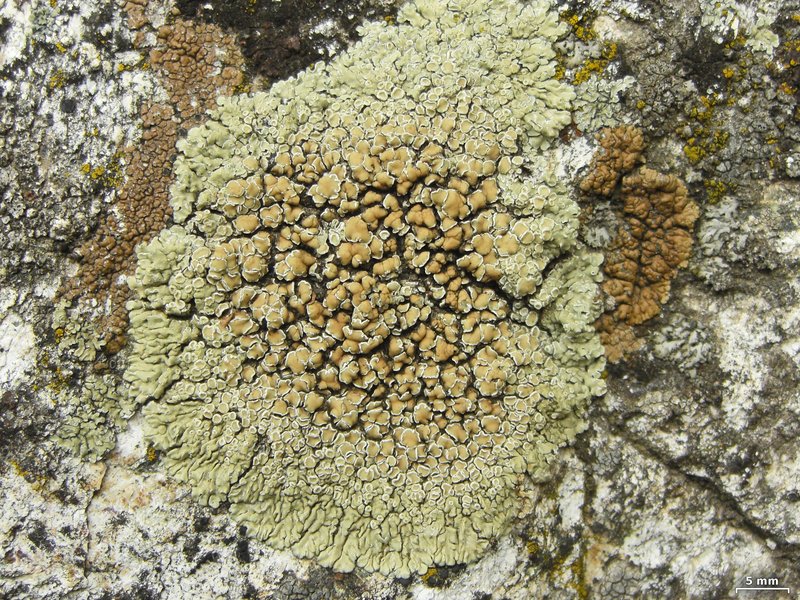 Rim Lichen