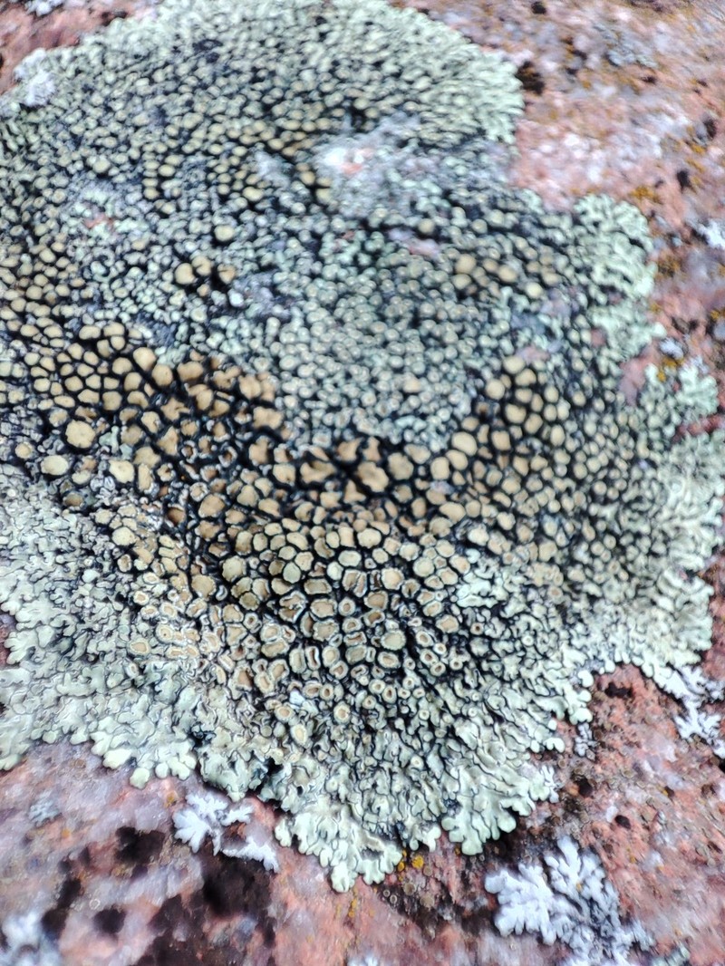 Rim Lichen