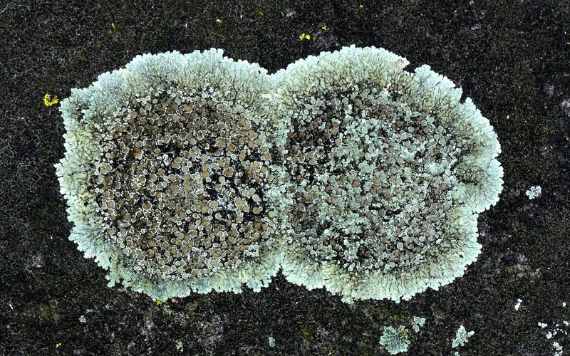 Rim Lichen photo 2