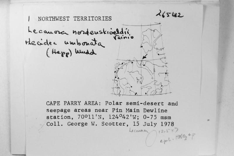 Nordenskioeld's Rim Lichen photo 4