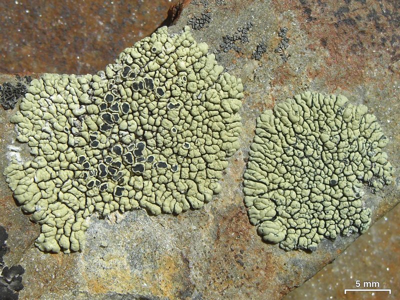 New Mexico Rim Lichen