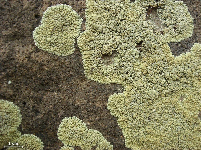 New Mexico Rim Lichen photo 2