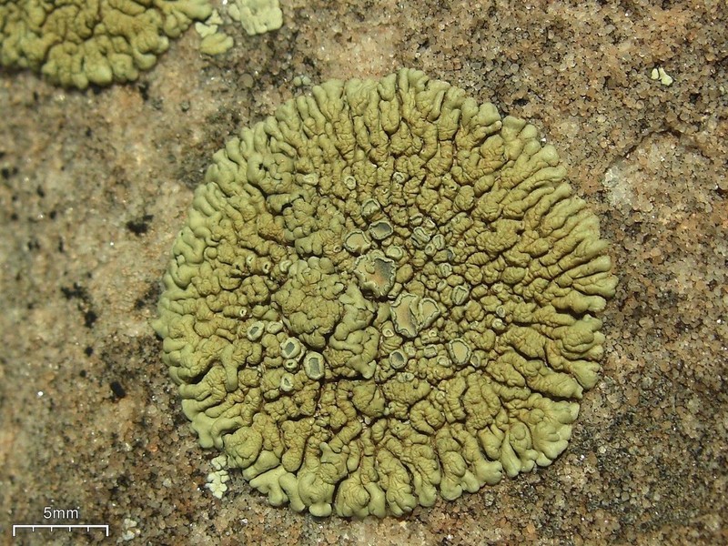New Mexico Rim Lichen photo 3