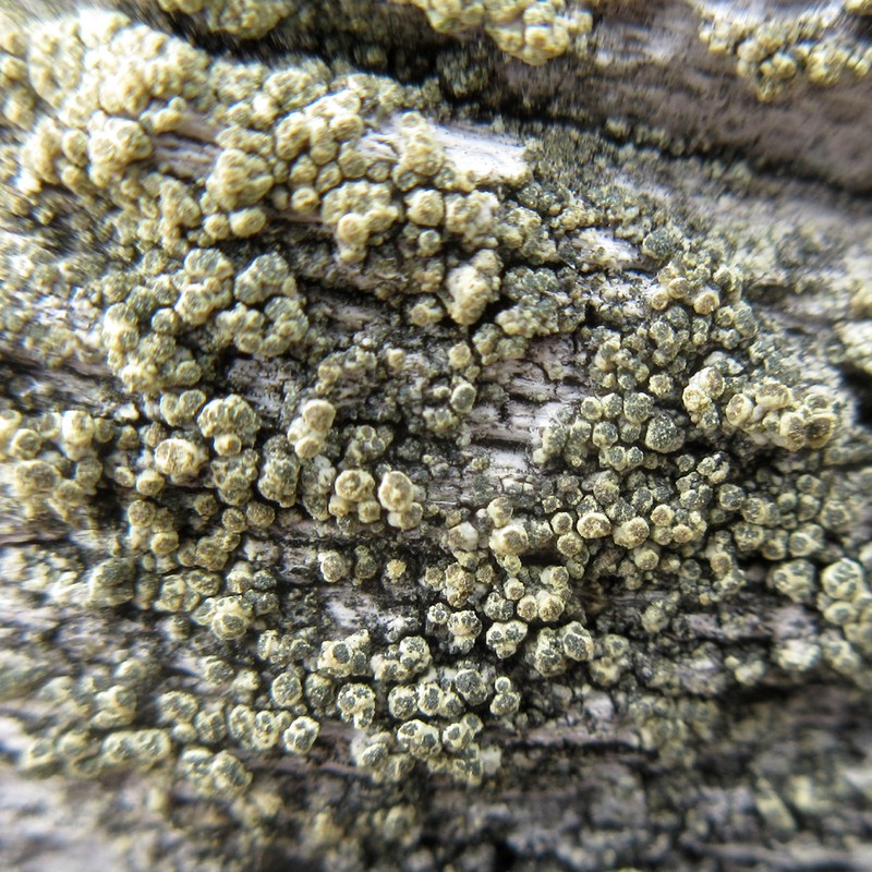Rim Lichen photo 2