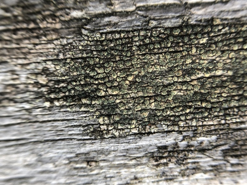 Rim Lichen photo 5