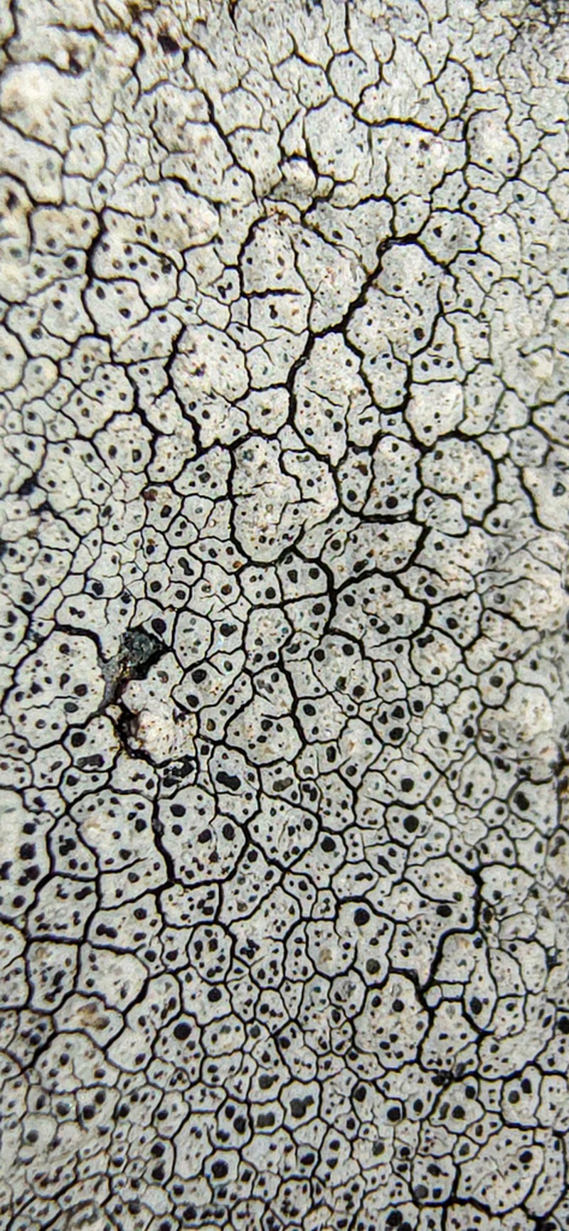 Rim Lichen