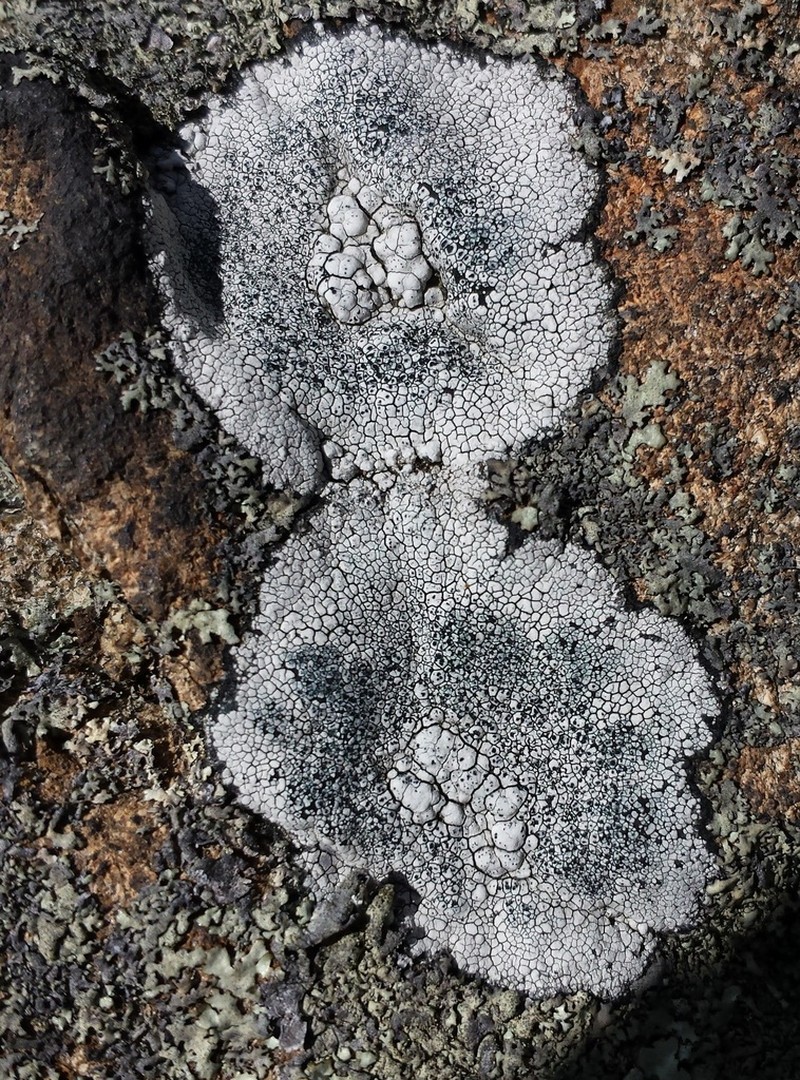 Rim Lichen photo 2