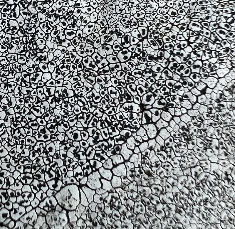 Rim Lichen photo 3