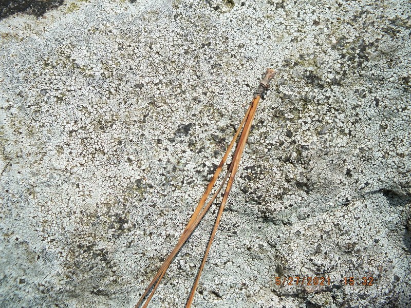 Rim Lichen photo 4