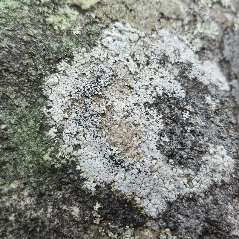 Rim Lichen photo 5