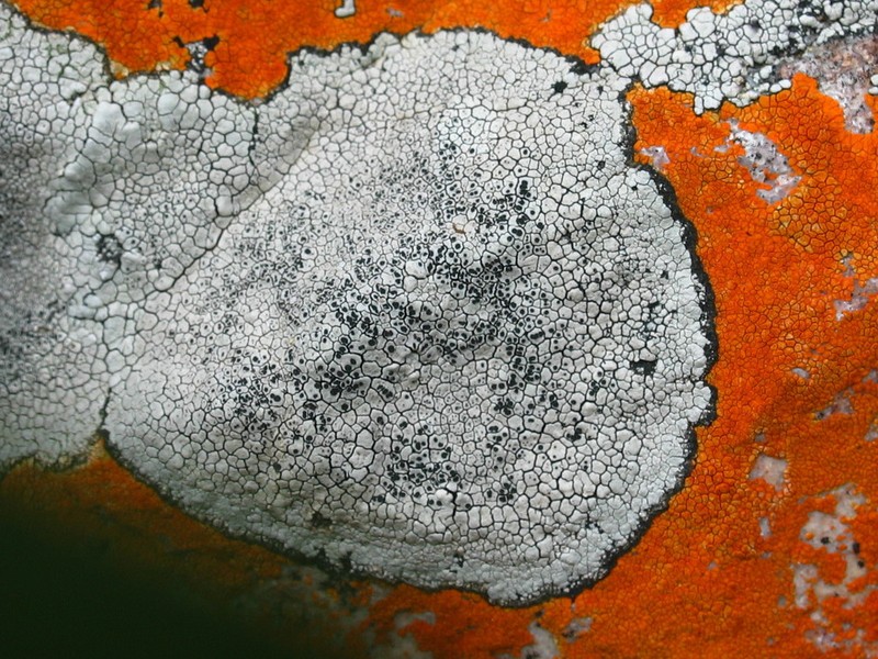 Rim Lichen photo 6