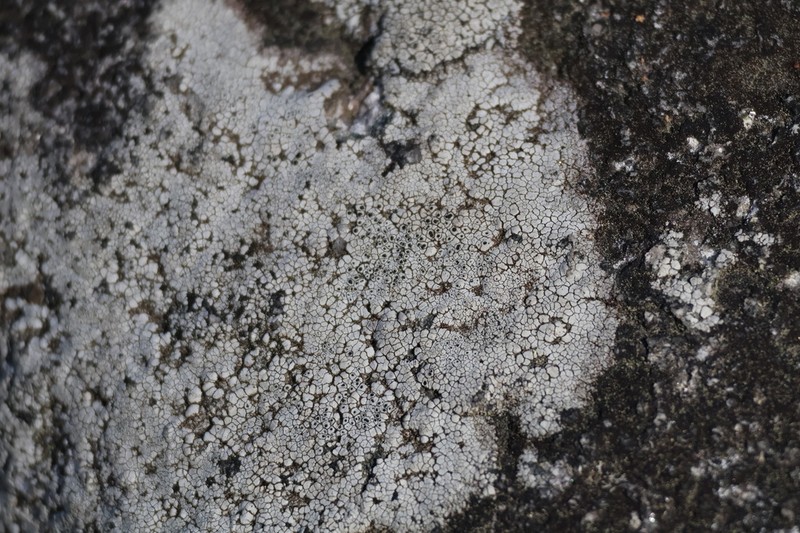 Rim Lichen photo 7