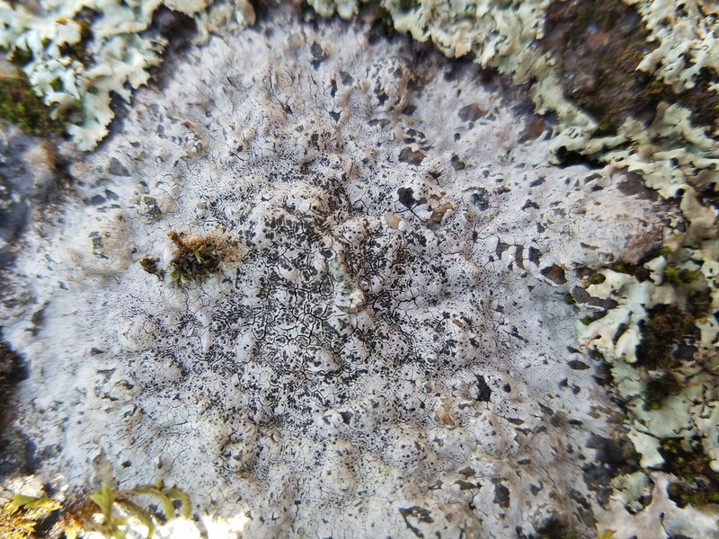 Rim Lichen photo 8
