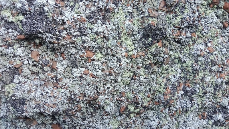 Lecanora orosthea
