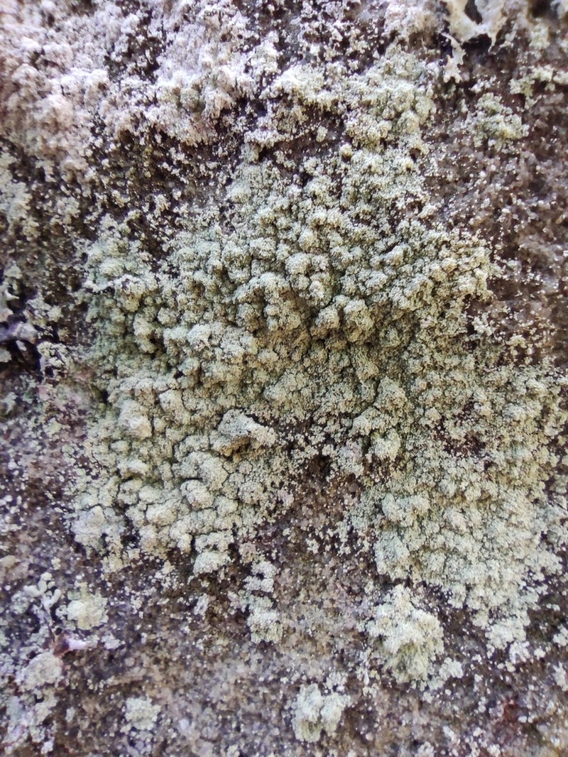 Lecanora orosthea photo 2