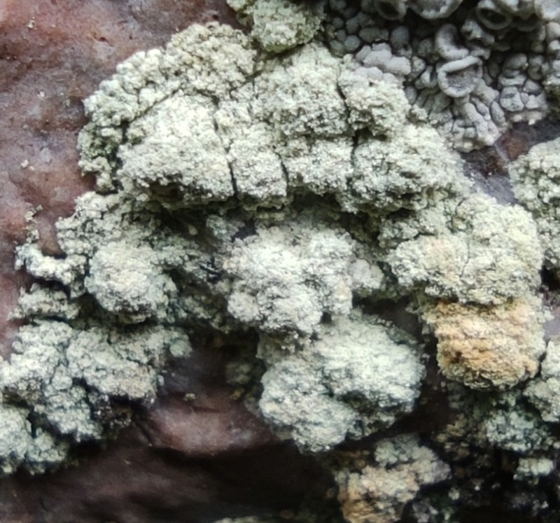Lecanora orosthea photo 3