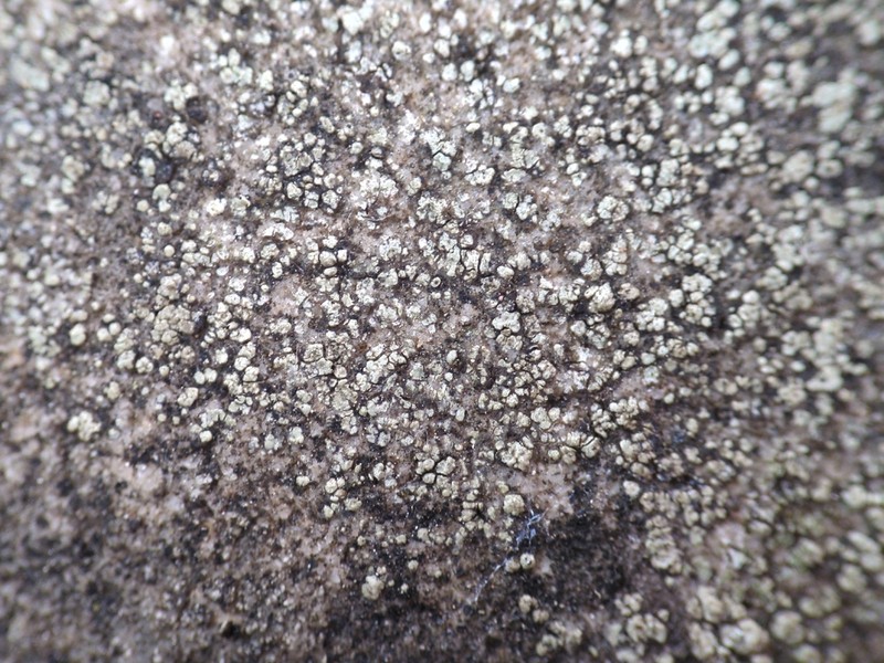 Lecanora orosthea photo 4