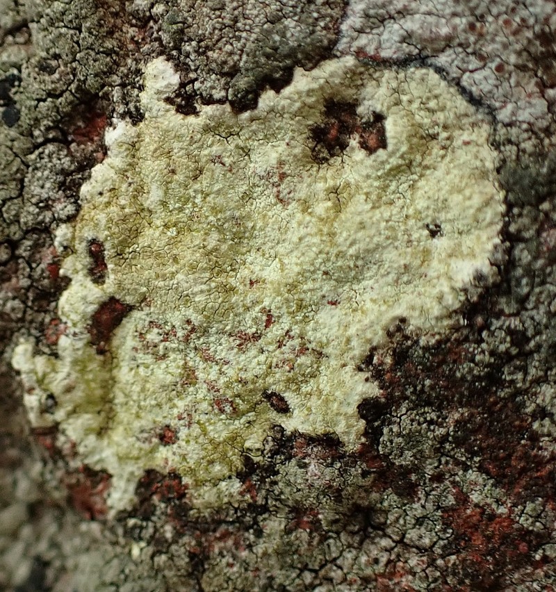 Lecanora orosthea photo 5