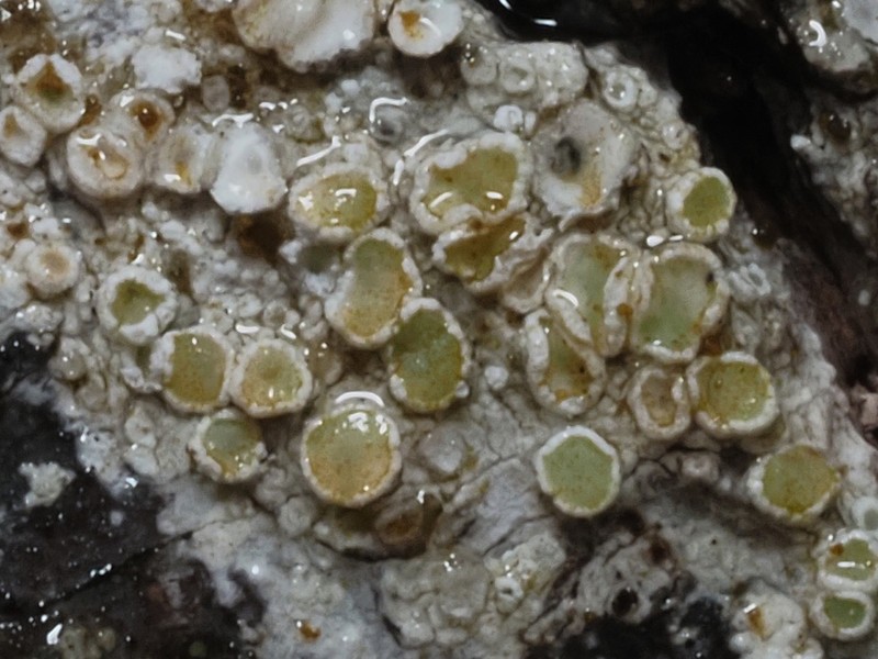 Pacific Rim Lichen
