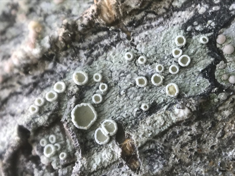 Pacific Rim Lichen photo 2