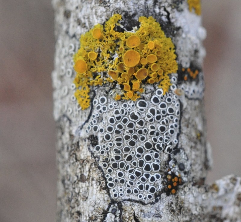 Pacific Rim Lichen photo 3