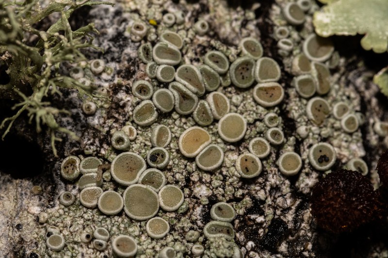 Pacific Rim Lichen photo 4