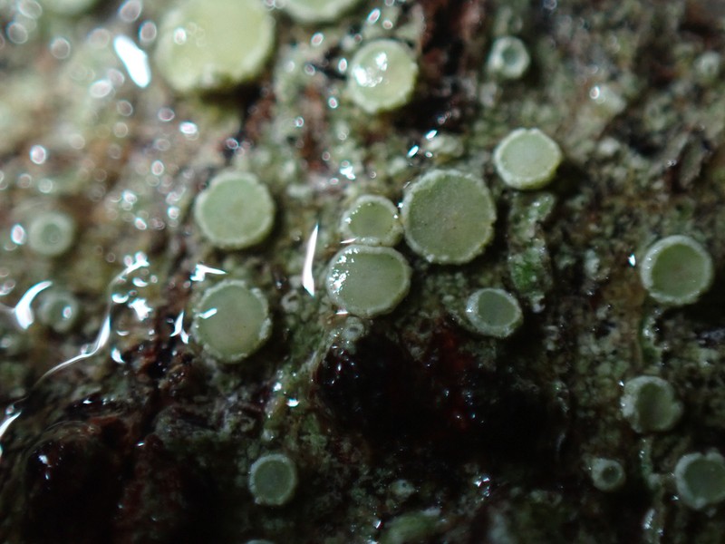 Pacific Rim Lichen photo 5