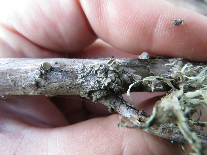 Pacific Rim Lichen photo 6