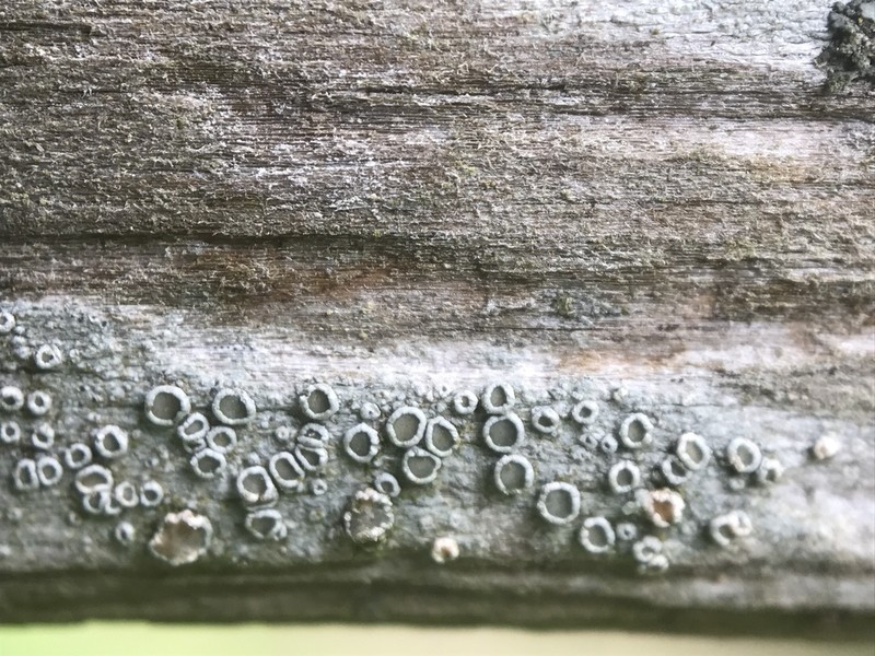 Pacific Rim Lichen photo 7