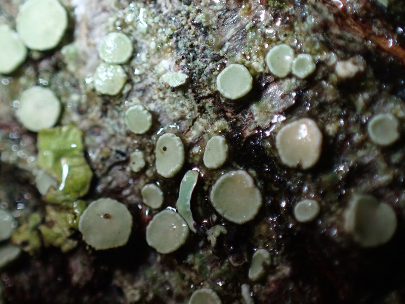 Pacific Rim Lichen photo 8