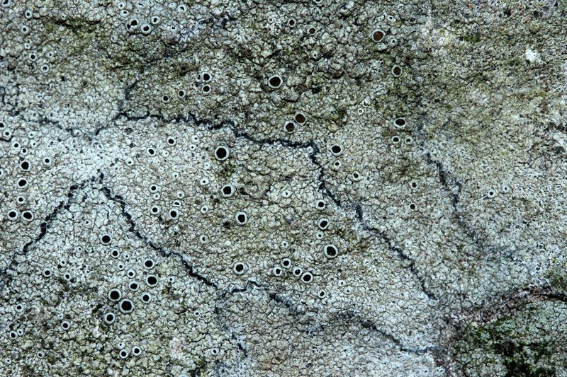 Perplexed Rim Lichen