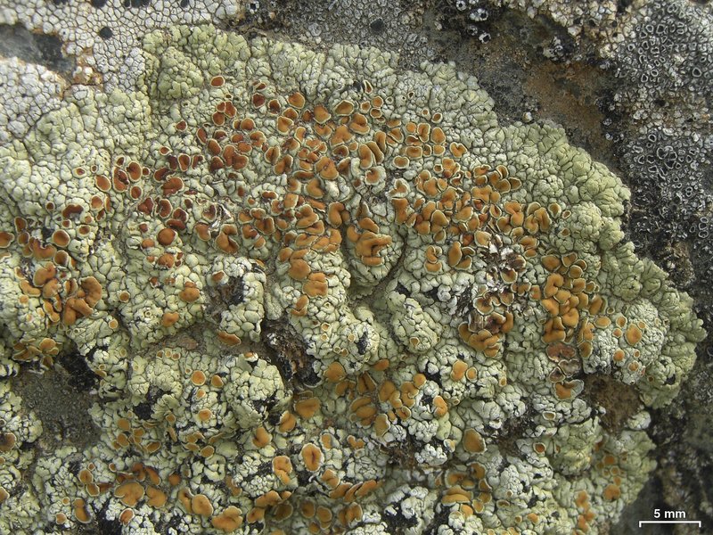 Lecanora phaedrophthalma