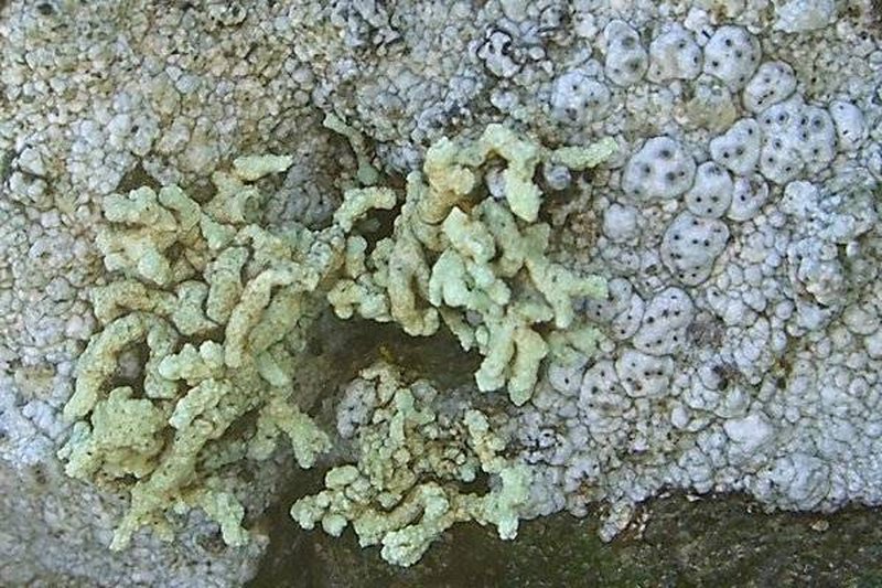 Rim Lichen