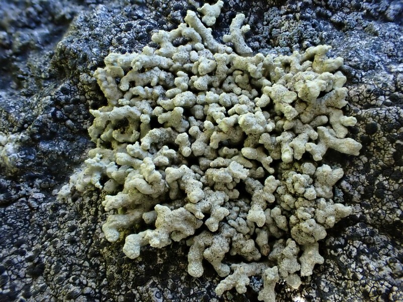 Rim Lichen