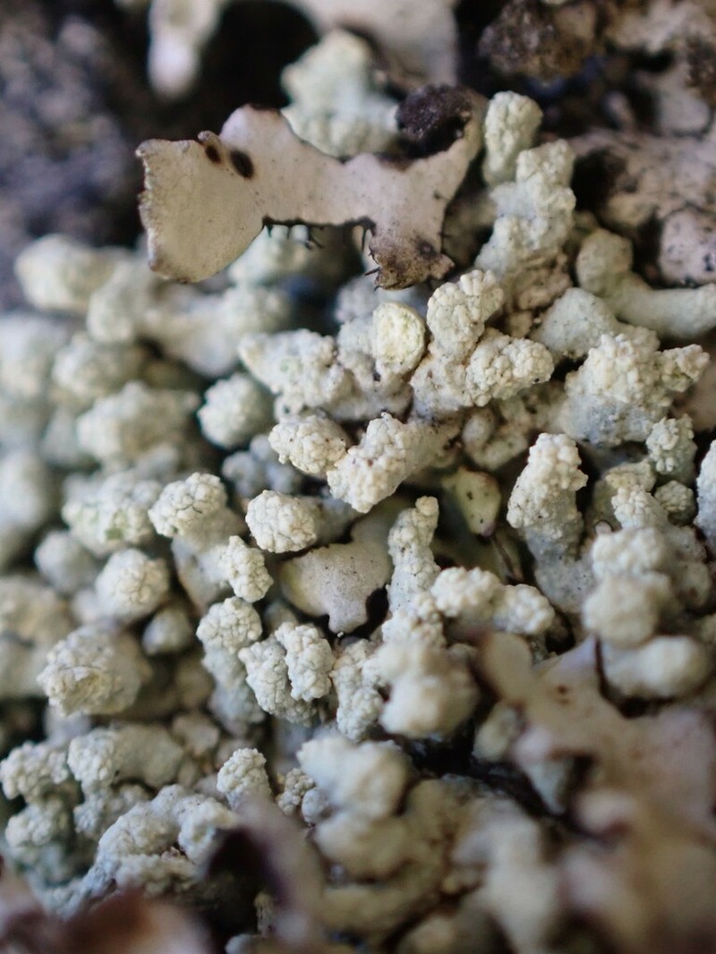 Rim Lichen photo 2