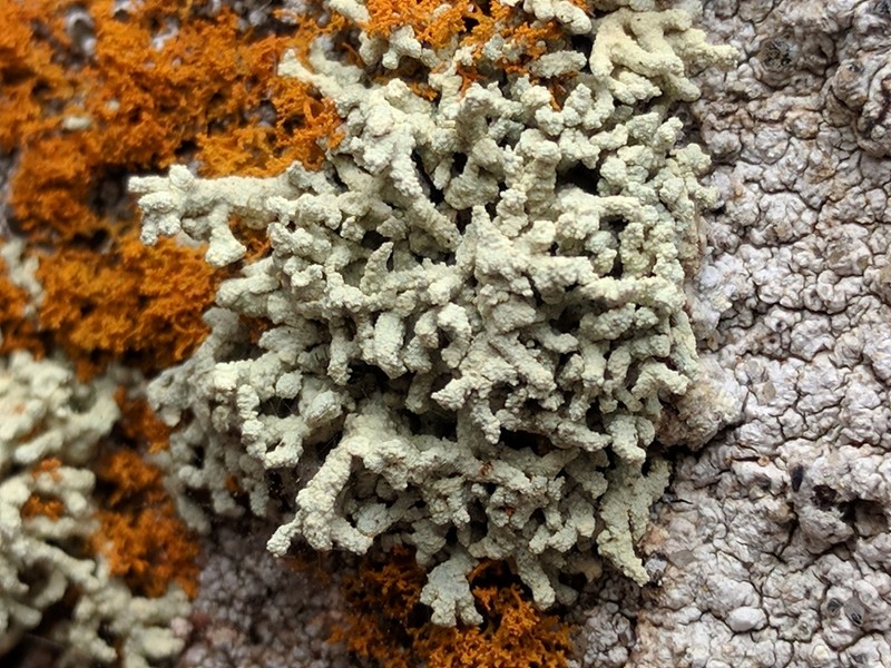 Rim Lichen photo 3