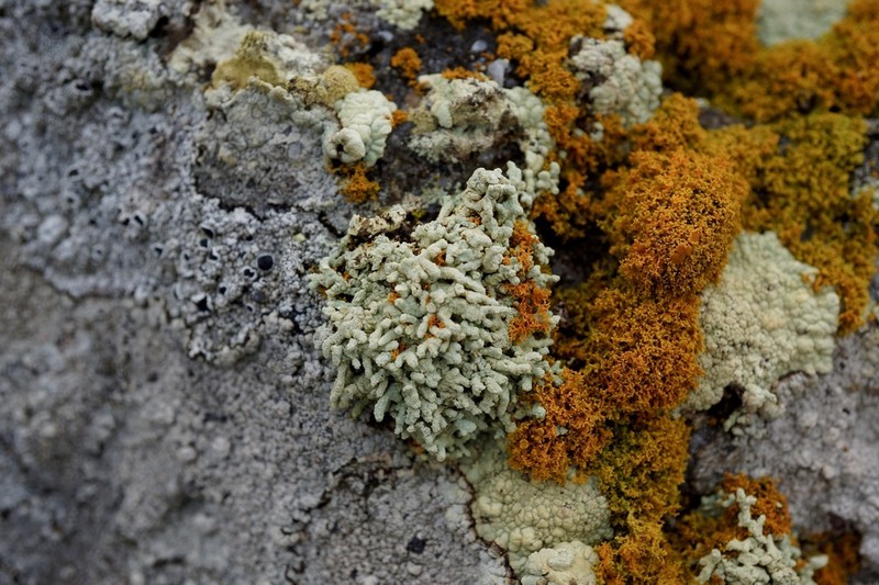 Rim Lichen photo 4