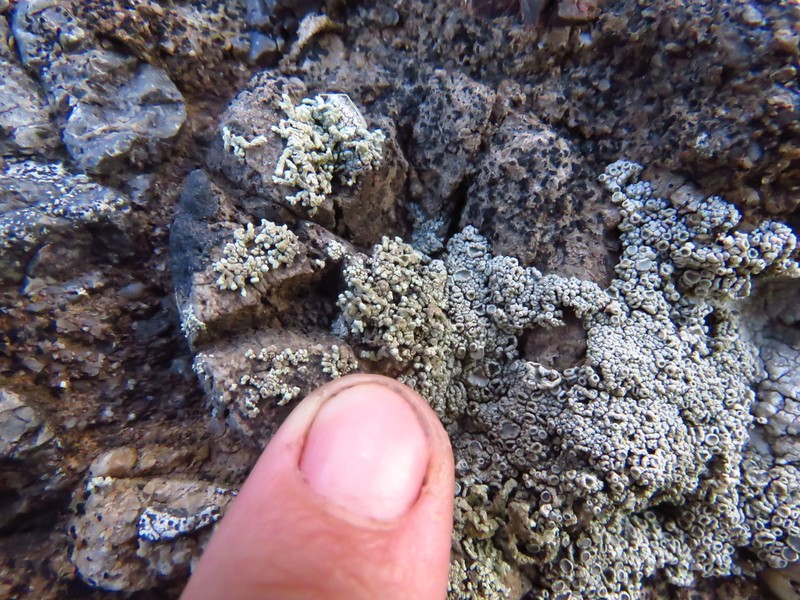 Rim Lichen photo 5