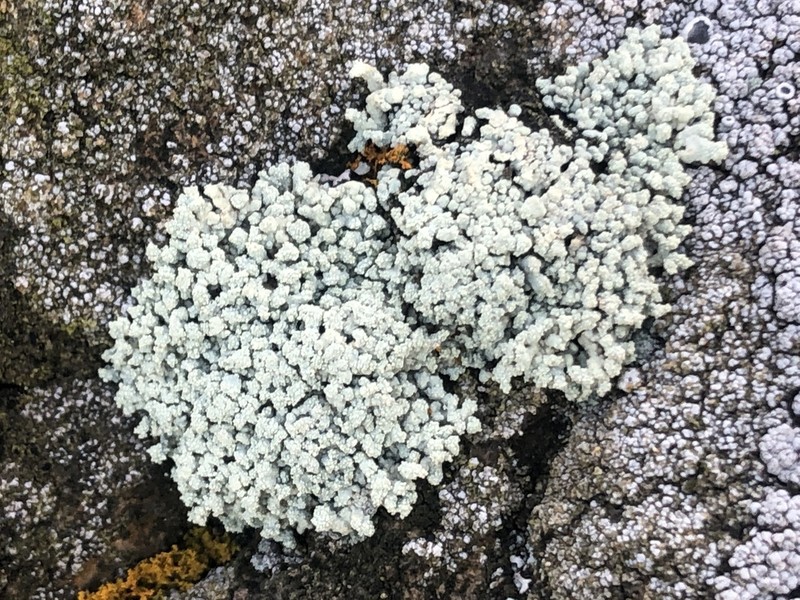 Rim Lichen photo 6