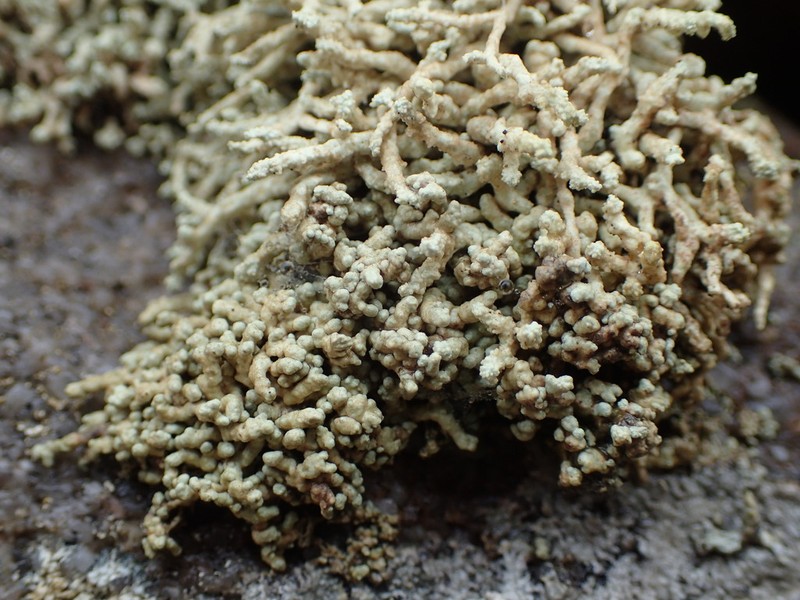 Rim Lichen photo 7