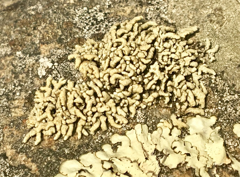 Rim Lichen photo 8