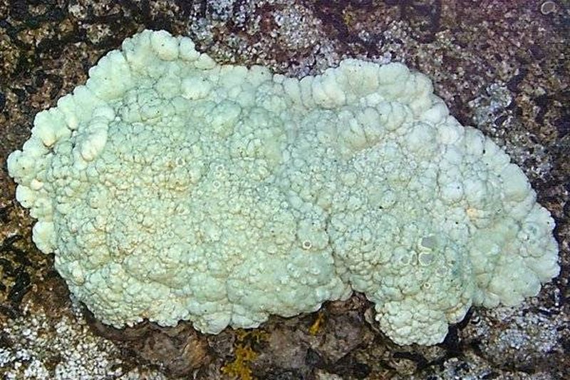 Rim Lichen