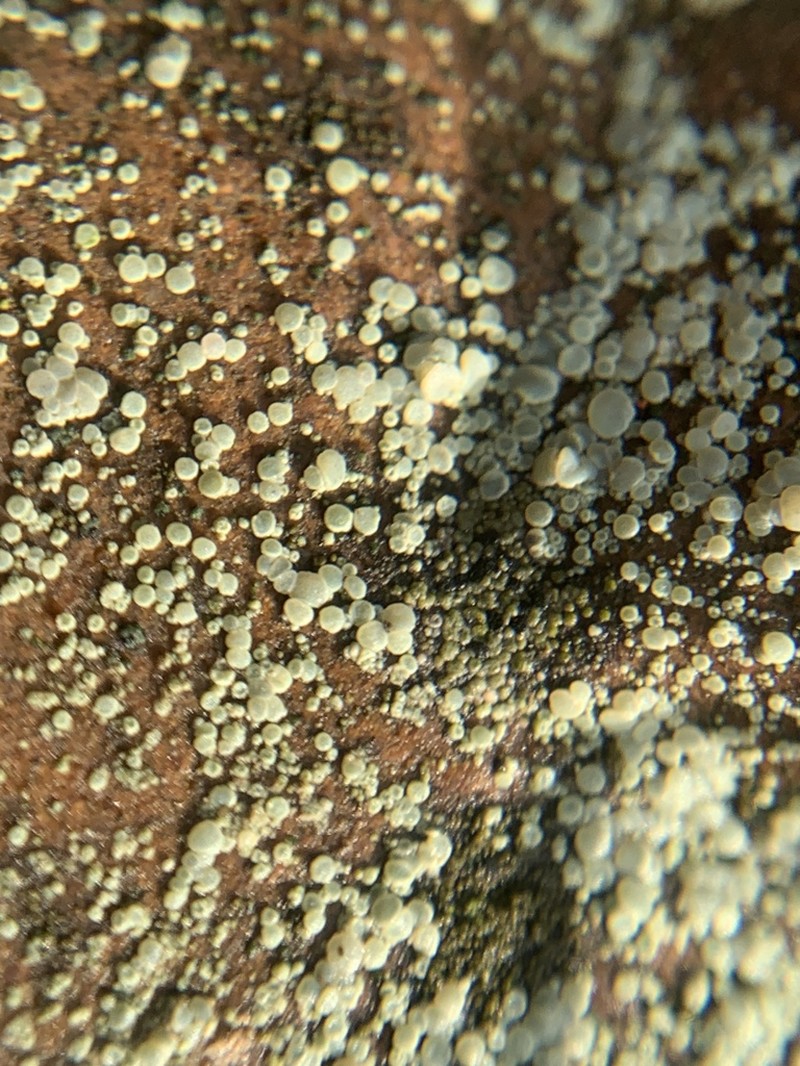 Rim Lichen