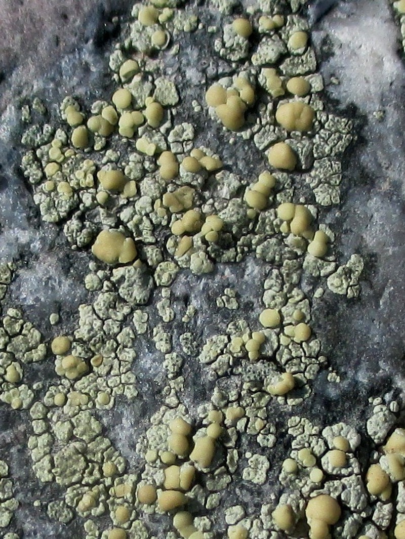 Rim Lichen photo 2