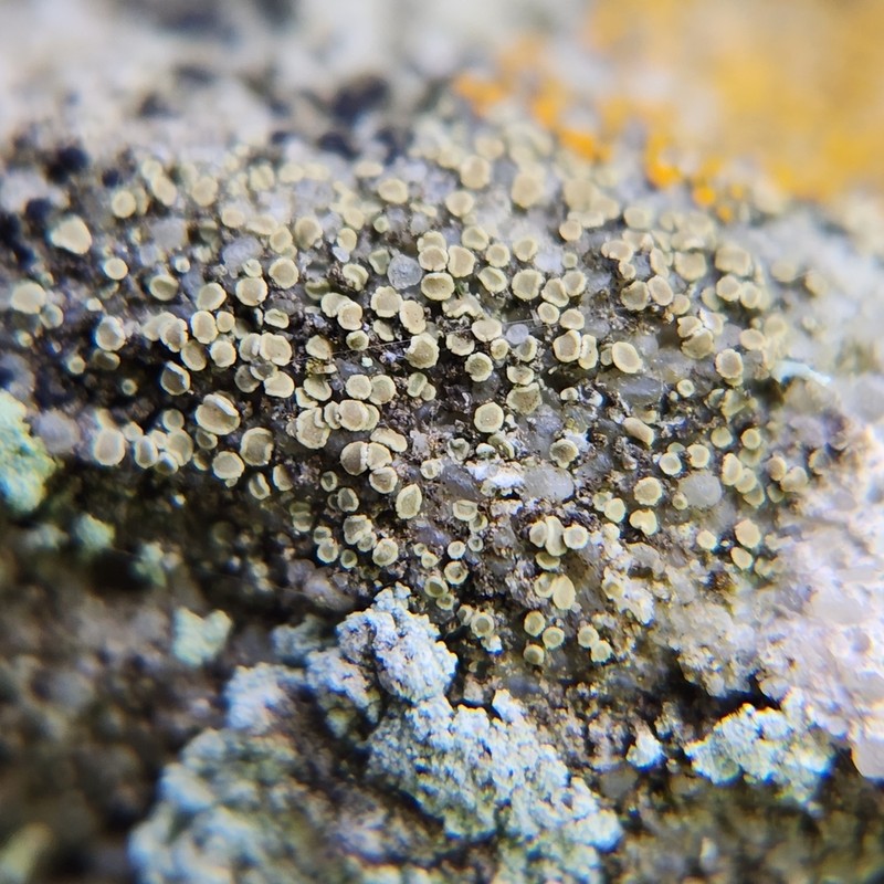 Rim Lichen photo 3