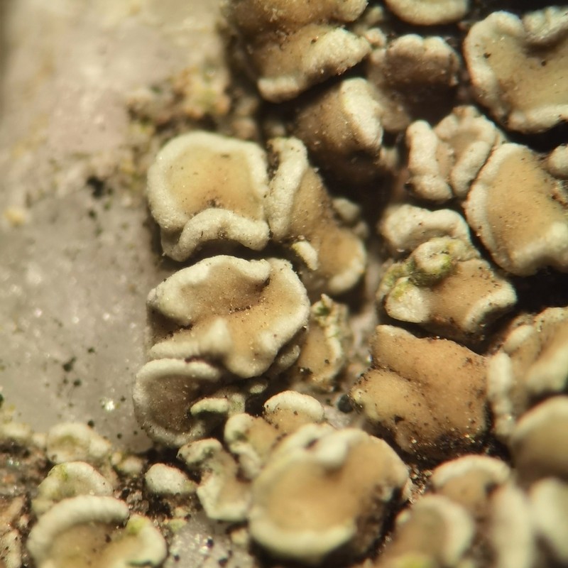 Rim Lichen photo 4