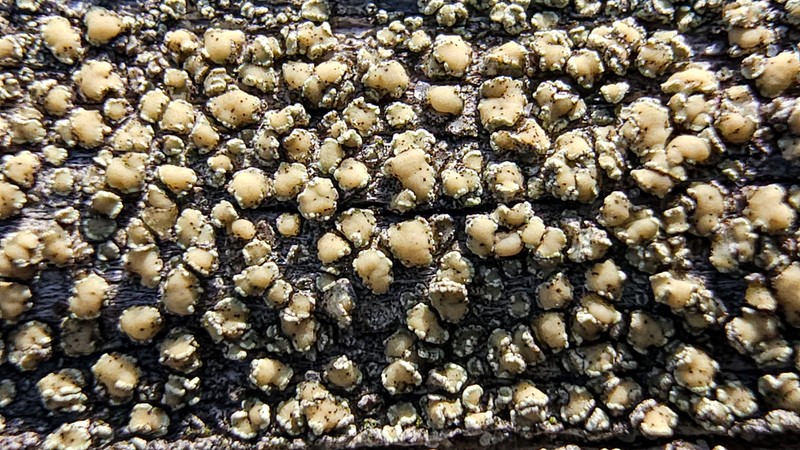Rim Lichen photo 5