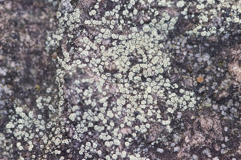 Rim Lichen photo 6