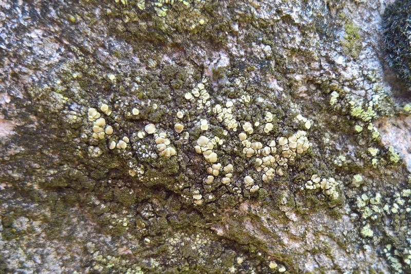 Rim Lichen photo 7